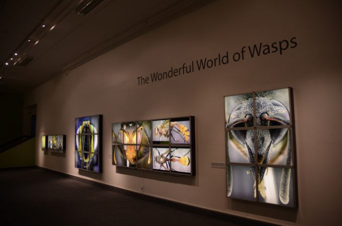 Wasp_exhibition__DSC3419